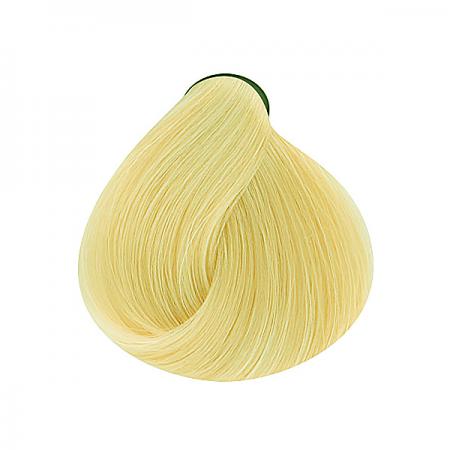 قیمت عمده لورینت ارکیده وحشی